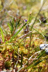 Pinguicula villosa