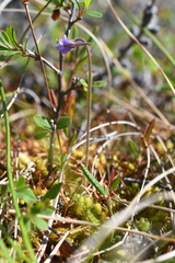Pinguicula villosa