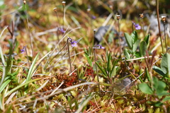 Pinguicula villosa