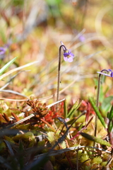Pinguicula villosa