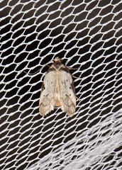 Philobota thiocrossa