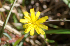 Picris hieracioides morrisonensis