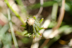 Picris hieracioides morrisonensis