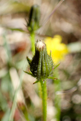 Picris hieracioides morrisonensis