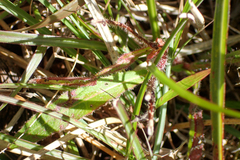 Picris hieracioides morrisonensis