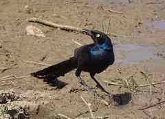 Lamprotornis caudatus