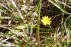 Picris hieracioides morrisonensis