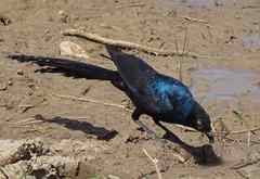 Lamprotornis caudatus