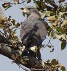 Circaetus cinerascens