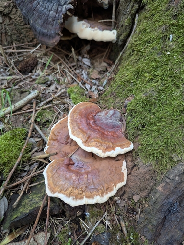 Ganoderma resinaceum