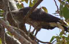 Circaetus cinerascens