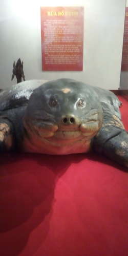 Shanghai Softshell Turtle, Rafetus swinhoei