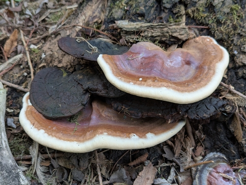 Ganoderma resinaceum