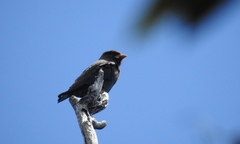 Eurystomus orientalis pacificus