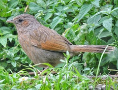 Trochalopteron lineatum