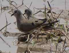 Turtur abyssinicus