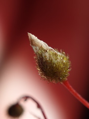 Drosera peltata