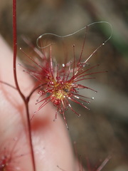 Drosera peltata