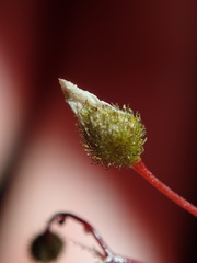 Drosera peltata
