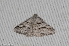 Digrammia pallorata