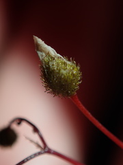 Drosera peltata