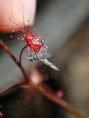 Drosera peltata