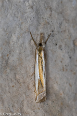 Crambus harrisi