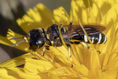 Ectemnius trifasciatus