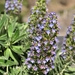 Blue Bugloss - Photo (c) gabohq, some rights reserved (CC BY-NC), uploaded by gabohq