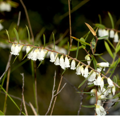Styphelia biflora