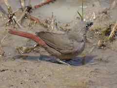 Lagonosticta larvata