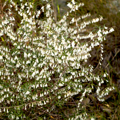 Styphelia biflora