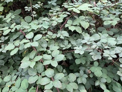Rubus