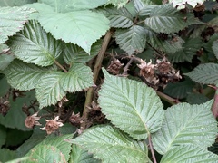 Rubus