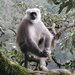 Himalayan Gray Langur - Photo (c) Subhajit Roy, some rights reserved (CC BY-NC-ND)