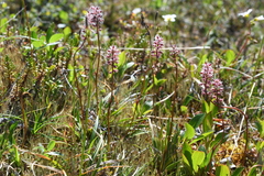 Tofieldia coccinea