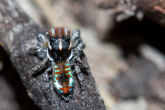 Maratus calcitrans