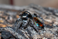 Maratus calcitrans