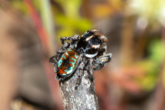 Maratus calcitrans