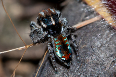Maratus calcitrans