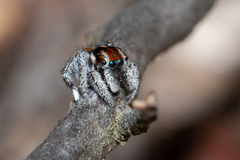 Maratus calcitrans
