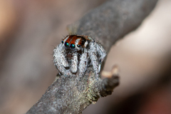Maratus calcitrans