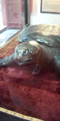 Rafetus swinhoei