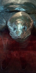 Rafetus swinhoei