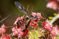 Daptolestes limbipennis