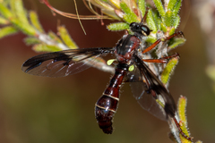 Daptolestes limbipennis