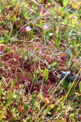 Tofieldia coccinea