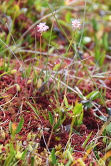 Tofieldia coccinea
