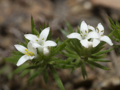 Asperula scoparia scoparia