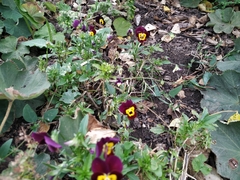 Viola × wittrockiana